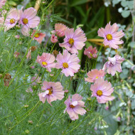 Cosmos Apricotta