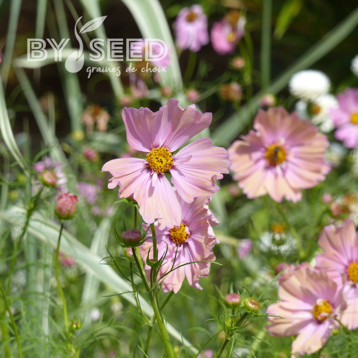 Cosmos Apricotta