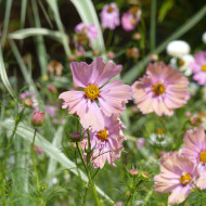 Cosmos Apricotta
