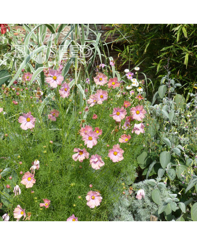 Cosmos Apricotta