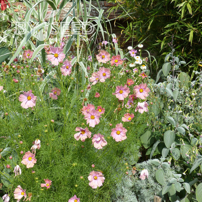 Cosmos Apricotta