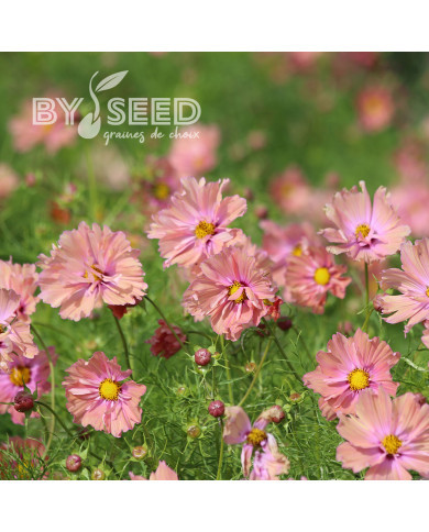 Cosmos Apricotta