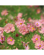 Cosmos Rosetta