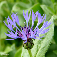 Centaurée montana Bleuet des Montagnes