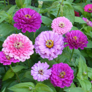 Zinnia à fleur de dahlia Art Deco Mix