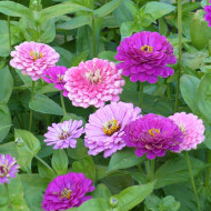 Zinnia à fleur de dahlia Art Deco Mix