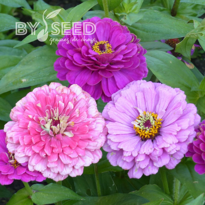 Zinnia à fleur de dahlia Art Deco Mix