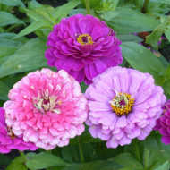 Zinnia à fleur de dahlia Art Deco Mix