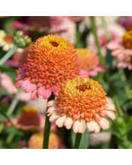 Zinnia à fleurs de chrysanthème Mix