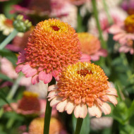 Zinnia à fleur de scabieuse Zinderella Peach