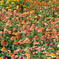 Zinnia à fleur de scabieuse Zinderella Peach