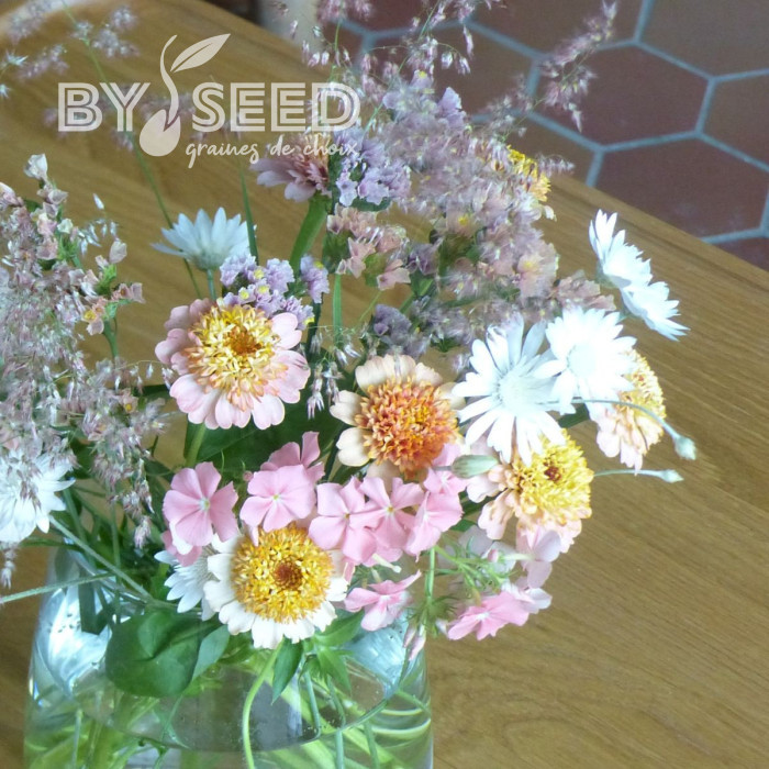 Zinnia à fleur de scabieuse Zinderella Peach