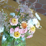 Zinnia à fleur de scabieuse Zinderella Peach