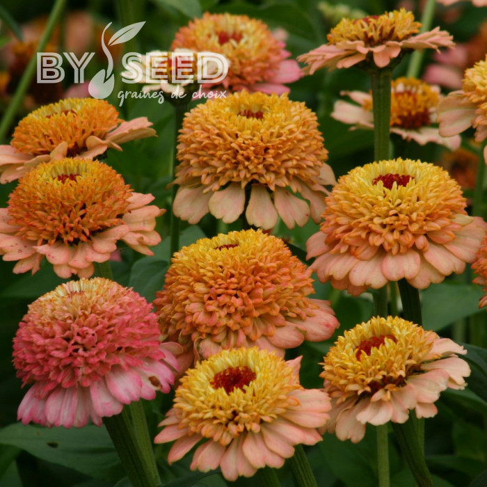 Zinnia à fleur de scabieuse Zinderella Peach