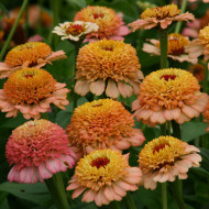 Zinnia à fleur de scabieuse Zinderella Peach