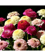 Zinnia à fleur de scabieuse Cresto! Violet