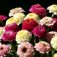 Zinnia à fleur de scabieuse Zinderella Fashion