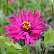 Zinnia à fleur de cactus Lilac Empress