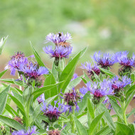 Centaurée montana Bleuet des Montagnes