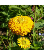 Zinnia à fleur de dahlia Dream