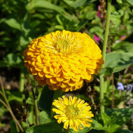 Zinnia à fleur de dahlia Canary Bird