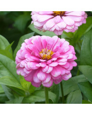 Zinnia à fleur de dahlia Meteor