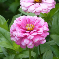Zinnia à fleur de dahlia Luminosa