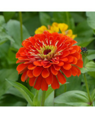 Zinnia à fleur de dahlia Polar Bear
