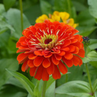 Zinnia à fleur de dahlia Oriole