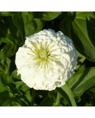Zinnia à fleur de dahlia Oriole