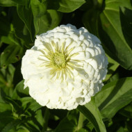 Zinnia à fleur de dahlia Polar Bear