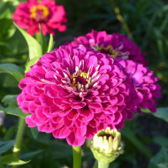 Zinnia à fleur de dahlia Purple Prince
