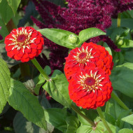 Zinnia à fleur de dahlia Scarlet Flame