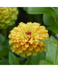 Zinnia Queen Red-Lime