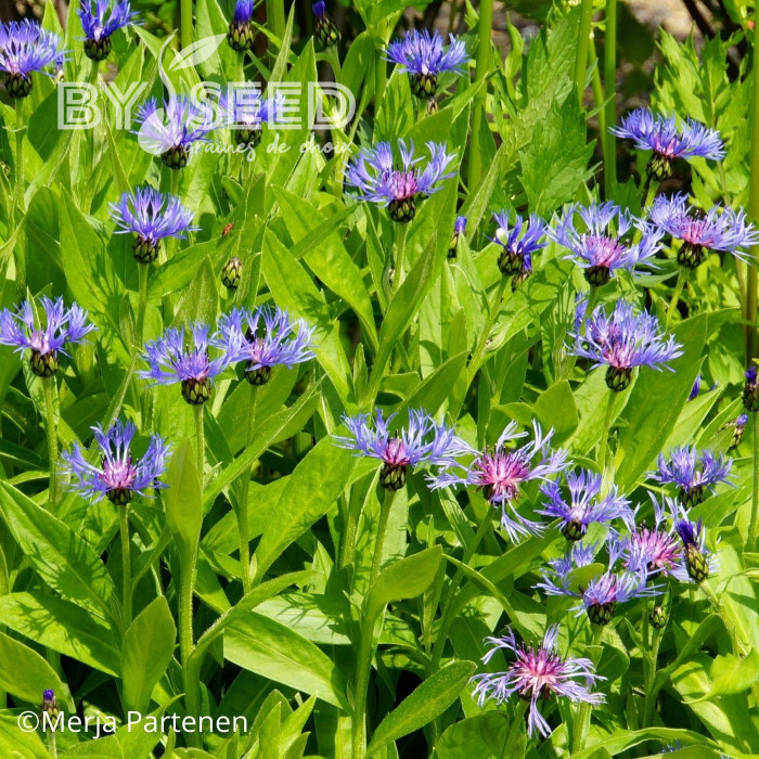 Centaurée montana Bleuet des Montagnes