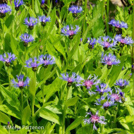Centaurée montana Bleuet des Montagnes