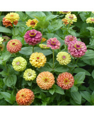 Zinnia Queen Lime with Blotch