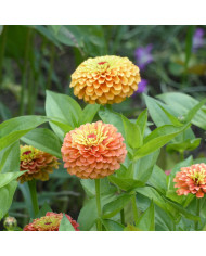 Immortelle annuelle - Xeranthemum annuum Mix