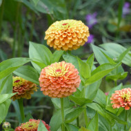 Zinnia Queen Lime Orange