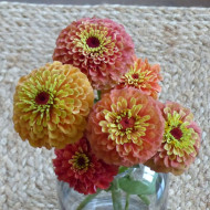 Zinnia Queen Lime Orange