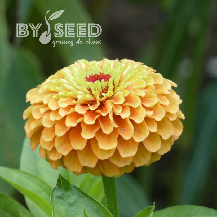 Zinnia Queen Lime Orange