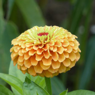Zinnia Queen Lime Orange