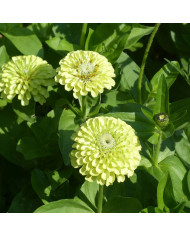 Zinnia à fleur de dahlia Benary's Giant Salmon-Rose