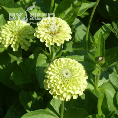 Zinnia Queen Pure Lime