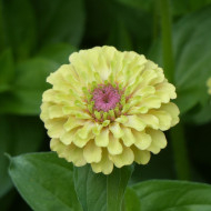 Zinnia Queen Lime with Blotch