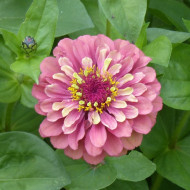 Zinnia Queen Red-Lime