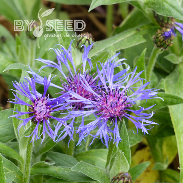Centaurée montana Bleuet des Montagnes