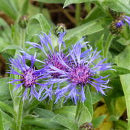 Centaurée montana Bleuet des Montagnes