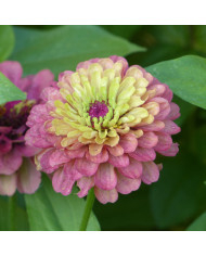 Zinnia Queen Lemon Peach