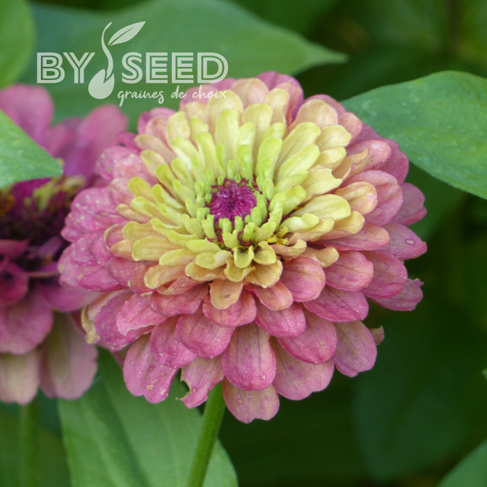 Zinnia Queen Red-Lime